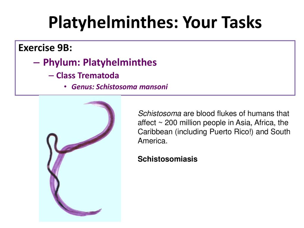 Ingeres PowerPoint PPT Presentations Filo platyhelminthes ppt, Filo platyhelminthes ppt